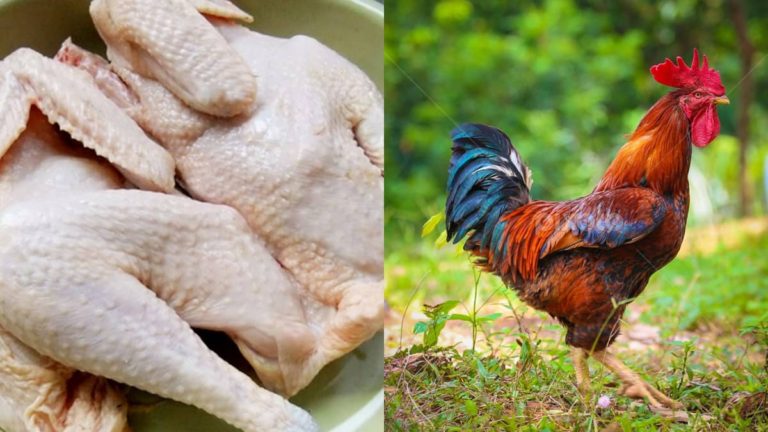 Ayam pencen memang sedap, tapi nak masak dia tu yang tak berapa nak