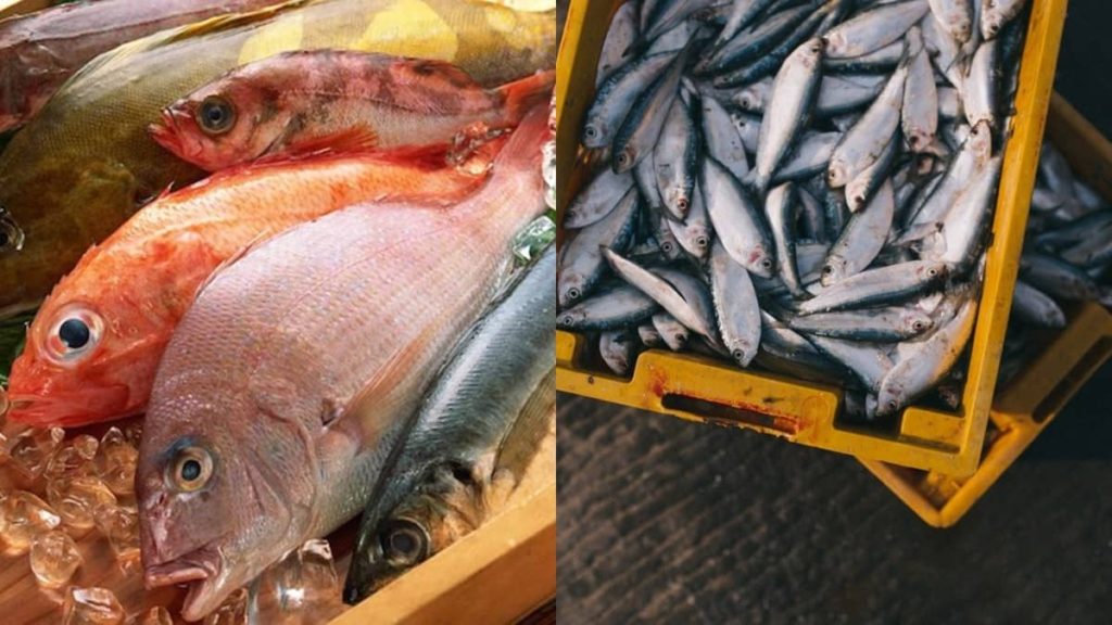 Senang Je! Ini 5 Tips Paling Penting Pilih Ikan Segar - Sinaran Wanita